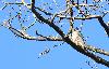 D'autres rapaces se laissent admirer : un Faucon p�lerin ...