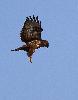 ... la Buse variable peut voler en saint-esprit ...