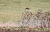 Autre rapace, ce dernier volant en rase-mottes, le Busard Saint-Martin ...