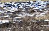 ... en particulier sur les champs laiss�s en jach�re.