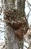 Excroissance ... un crapaud ... bient�t un prince charmant aux Grangettes ?