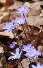 Le printemps arrive : An�mones h�patiques ou H�patiques � trois lobes � Ferreyres
