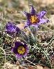 Le printemps est enfin l� : An�mones de prairie (Pulsatilla patens) � Ferreyres
