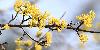 L'�rable est le premier arbre � fleurir en for�t