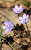 An�mones h�patiques ou H�patiques � trois lobes � Ferreyres
