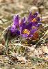 An�mones de prairie (Pulsatilla patens) � Ferreyres : toujours aussi belles