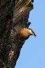 ... loge emprunt�e par la Sittelle torchepot � une autre esp�ce ...