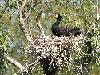 ... nid de branchages du Grand cormoran, pos� sur un arbre ...