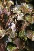 ... nid de lichens et de mousses, de la M�sange � longue queue, cach� sous le feuillage ...