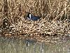Nombreux sont les nids flottants, � l'exemple de celui de la Foulque macroule ...