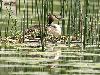 ... des Gr�bes hupp�s dans la nature ...