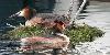 ... ou dans un port, accroch� aux bou�es des bateaux ...