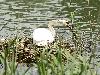  ... du Cygne tubercul� ...