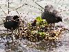 ... ou encore habit� par une famille de Foulques macroules ...