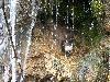 Nid du Cincle plongeur cach� ...