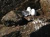 Nombreux sont les nids construits dans les falaises, � l'image de celui des Fulmars bor�aux ...