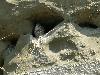 ... ou de nombreux rapaces, tel le Faucon cr�cerelle, qui profite d'une cavit� ...