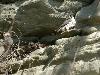 ... ou l'aire du Faucon p�lerin ...