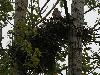 ... mais d'autres rapaces nichent dans les arbres, tel le Faucon kobez ...