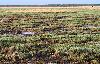 Les marais s'�tendent le long du Golfe de Bothnie.