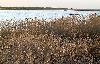 Des roseli�res en bord de mer
