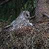 ... un poussin appara�t ...