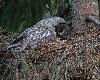 La Chouette lapone observe son poussin ... rassasi�