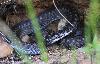 Autre habitante de cette for�t : une Vip�re p�liade m�le se cache dans un trou.