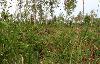 L'habitat de la Chouette �pervi�re est beaucoup plus ouvert.