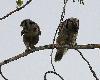 ... le m�le s'appr�te � repartir ...