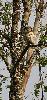 Bref repos au soleil ... le m�le est bien difficile � distinguer des troncs des arbres ... 