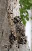 Un juv�nile de Chouette �pervi�re est perch� ...