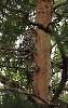 Matti Sillanp��, notre guide finlandais de Finnature, l'a trouv�e ... perch�e au haut d'un arbre