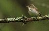 Autre habitant de cette for�t : le Gobemouche nain.