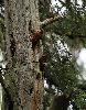 Ces pives ont �t� coinc�es par un pic d�sireux de prot�ger ses provisions de graines de la pluie. Ing�nieux !