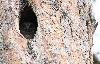 La voil�, la Chouette de Tengmalm ... ici une juv�nile dans une cavit� de pic (probablement) ...