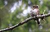 Les Finlandais ornithologues utilisent le terme Viisikko, en souvenir de cette s�rie culte, pour leurs cinq chouettes. 
