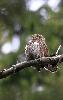 ... et de scruter le ciel � la recherche de proies potentielles.