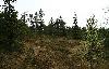 Le jour se l�ve sur Valtavaara, l'habitat du Robin � flancs roux.