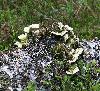 Les champignons abondent ...