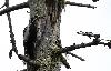 A d�faut du Robin � flancs roux, le Pic tridactyle (ici un m�le) est bien pr�sent.
