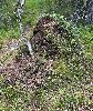 Cette fourmili�re a, elle, �t� une r�serve de nourriture appr�ci�e des Pics noirs.