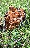 Cette souche d'arbre a nourri de nombreux insectes qui ont, � leur tour, nourri de nombreux oiseaux.