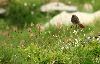 ... d�j� des Rougequeues noirs juv�niles se baladent au milieu des fleurs ...