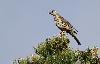 Perch�e au sommet d'un arbre, une Grive draine ...