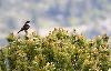 ... tout comme le Merle � plastron m�le ...