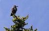 En fait, nombreux sont les oiseaux qui aiment se percher au fa�te des arbres, tel le Cassenoix mouchet� ...