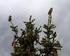 ... les Becs-crois�s des sapins, ici des juv�niles ...