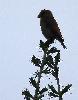 ... l� un Bec-crois� des sapins m�le (h�las � contre-jour) ...