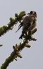 ... un Chardonneret �l�gant ...